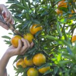 citros-laranja