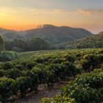 Fazenda Paineiras - David Accordi Tassara