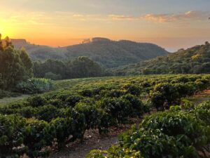Fazenda Paineiras - David Accordi Tassara
