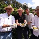 abertura oficial da colheita do café arábica no Espírito Santo