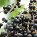 GenomaAçaí