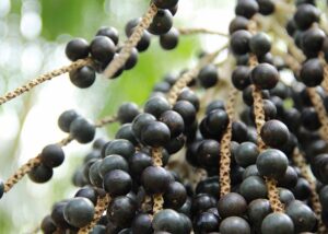 GenomaAçaí