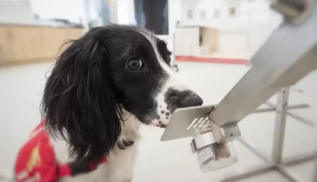 Cães