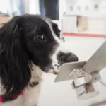 Cães