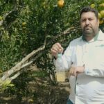 armadilha para mosca da fruta