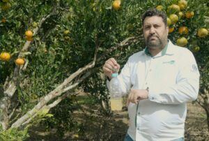 armadilha para mosca da fruta