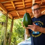 abacate de 2kg