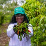 SenarES-pimenta-produtor rural