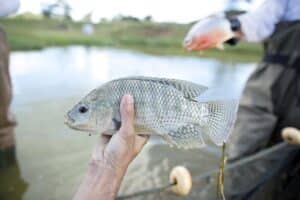peixe