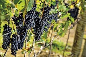 uvas-uva