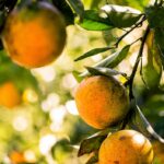 laranja-citrus