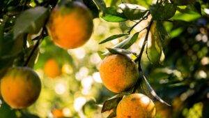 laranja-citrus