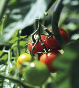 Tomate