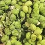 fruto-da-Flor-de-seda