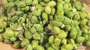 fruto-da-Flor-de-seda