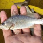 deformações em peixes do ES
