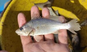 deformações em peixes do ES
