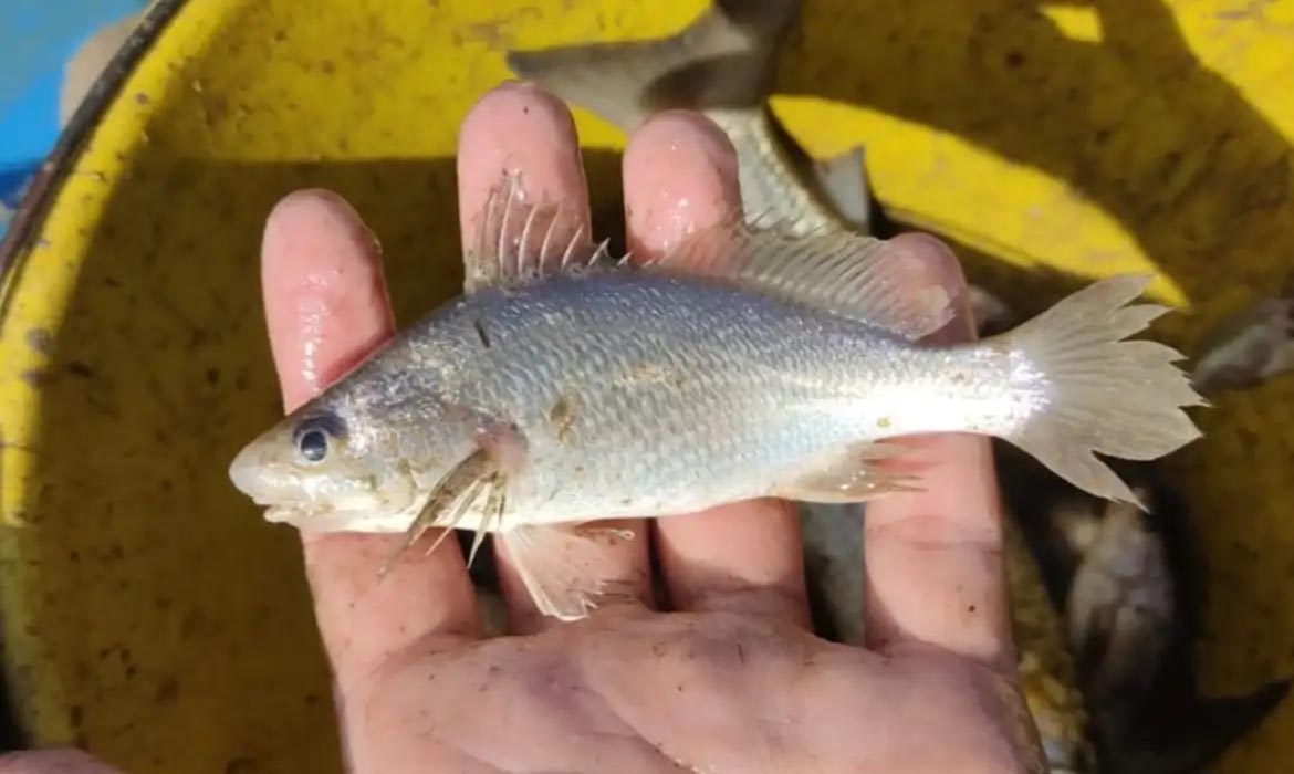 deformações em peixes do ES
