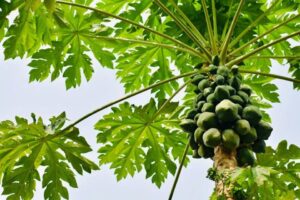 mamão papaya