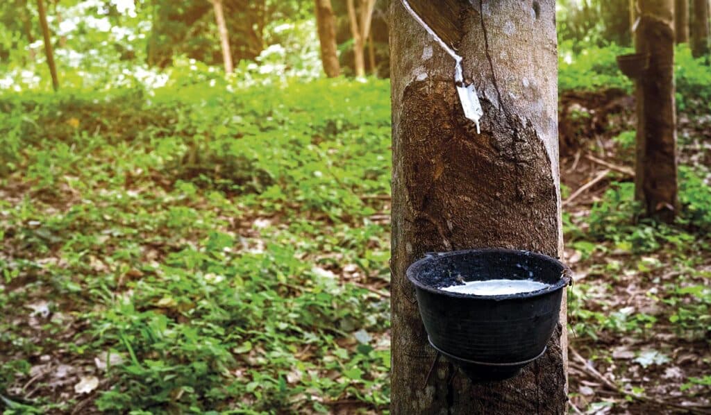 seringueira-borracha-latéx