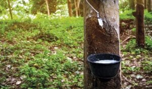 seringueira-borracha-latéx