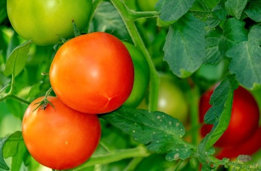 Oferta de tomate deve se intensificar com início da colheita de verão em Venda Nova do Imigrante (ES)
