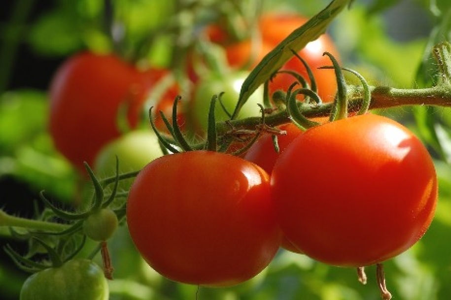 Covid-19 impacta nos investimentos em tomate