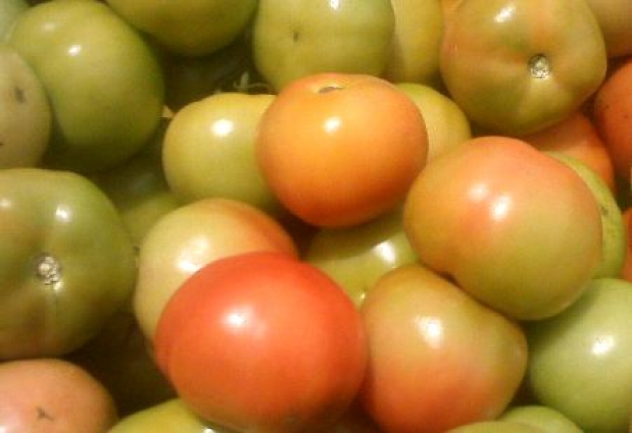 Temporada de verão de tomate já começa a se acelerar em Venda Nova do Imigrante (ES)