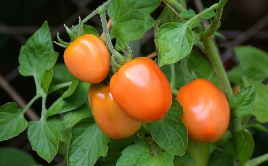 Caixa do tomate fechou agosto em R$ 41,12 em Venda Nova do Imigrante (ES)