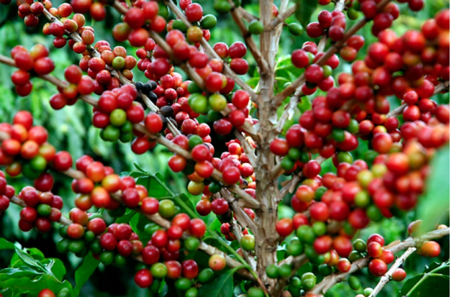 Entidades solicitam mais fiscalização na comercialização interestadual de café em grão cru