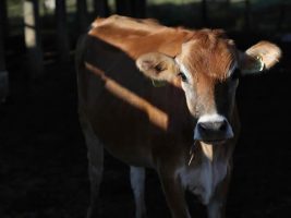 Dia de Campo sobre pecuária leiteira em Muniz Freire