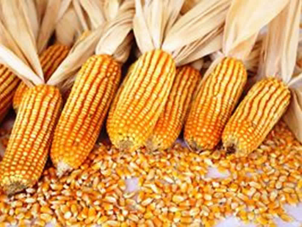 Com aumento de estoques de milho, China busca reduzir produção até 2020
