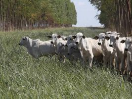 Clima: pecuária eficiente reduz emissões de gases de efeito estufa, atesta Embrapa