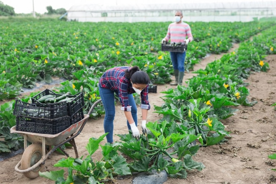 Agropecuária registra saldo positivo de 36,8 mil postos de trabalho em junho