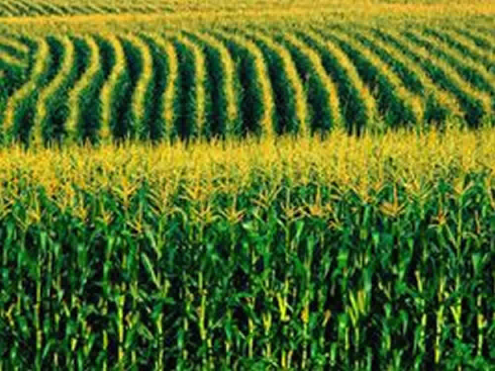 USDA eleva estimativa de estoques de milho nos EUA por exportações mais fracas