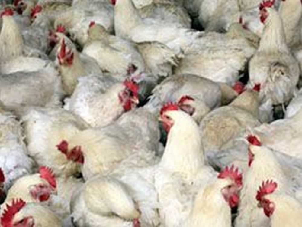Exportação de carne de frango do Brasil pode crescer até 5% em 2016, diz ABPA
