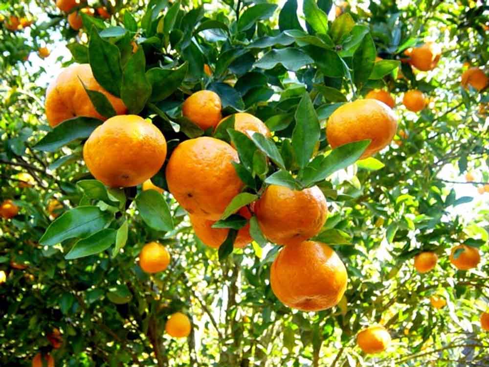 Mudas de tangerina são distribuídas na região das Montanhas