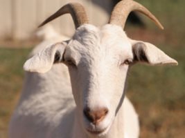 Estudo aponta tendências para os mercados de caprinocultura e ovinocultura