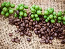 Café/Cepea: safra de arábica deve se recuperar e de robusta, ter nova queda