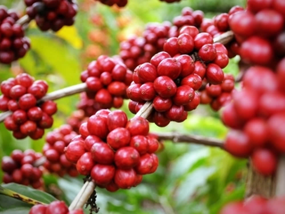 Produção mundial de café conilon cresce 418% em 55 anos