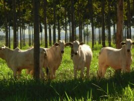 Contratações do Programa de Agricultura de Baixa Emissão de Carbono aumentaram 35,67% no ano safra 2014/15