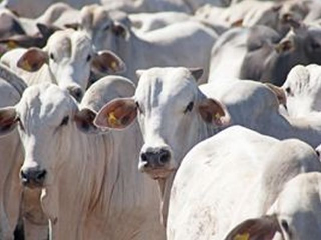 Aumento na produção de carne pode diminuir emissão de gases de efeito estufa