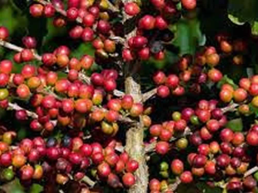 Exportação de cafés especiais ganha novo fôlego