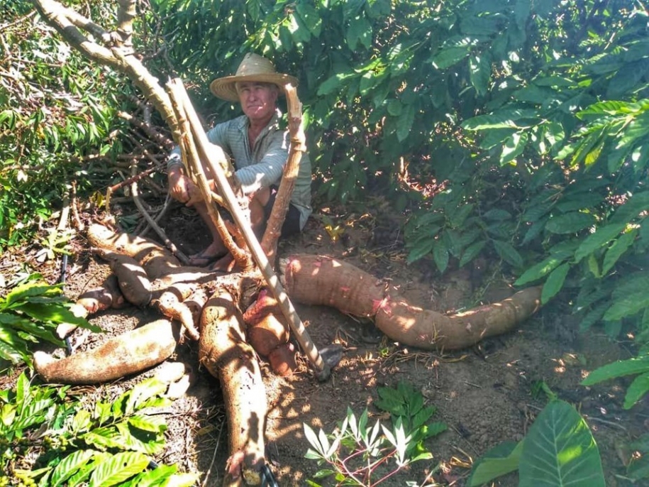 Agricultor de Vila Pavão vira notícia ao colher mandioca de 64 kg