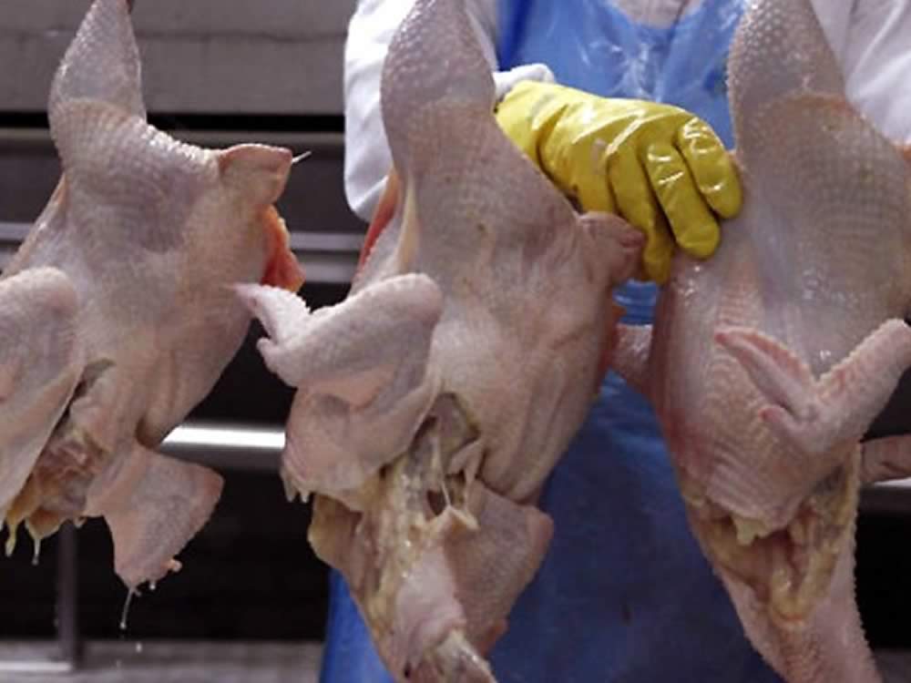 Produção brasileira de carne de frango superou a chinesa no ano passado