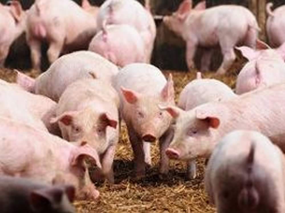 Produção brasileira de carne suína cresce quase 5% em 2015