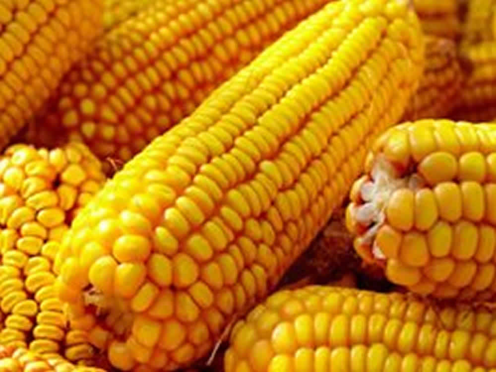 China reduzirá preço doméstico do milho para elevar demanda e cortar importações