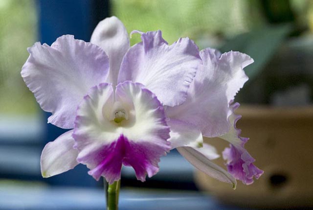 Exposição de orquídeas é destaque em Domingos Martins
