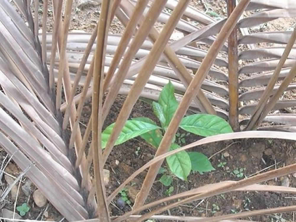 Proteção no plantio é essencial para mudas de café conilon