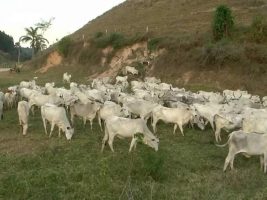 Qualidade nutricional e microbiológica de colostro bovino no Brasil